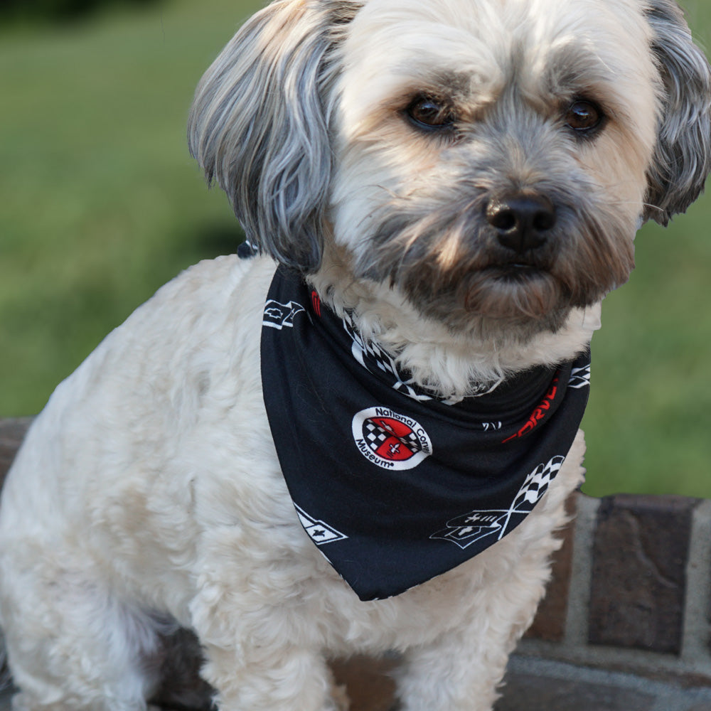 Havanese dog wearing the Corvette emblems dog bandana with an all over Corvette emblems print